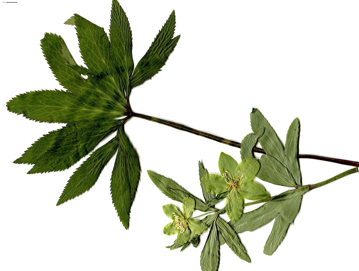 Helleborus viridis (Ranunculaceae)
